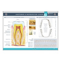 Интерактивный стенд "Анатомия и морфология зубов"