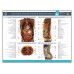 Стенд-тренажер для изучения проекций внутренних органов