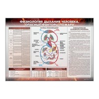 Стенд "Физиология дыхания человека. Опасные факторы пожара"